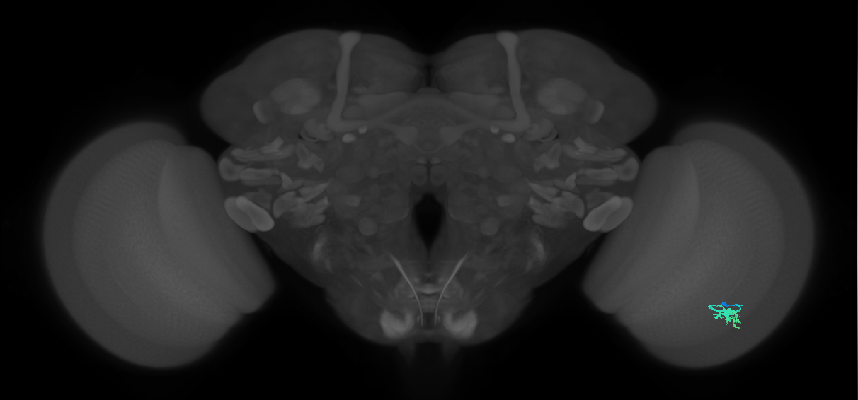 Dm15_R (MaleCNS:71148)