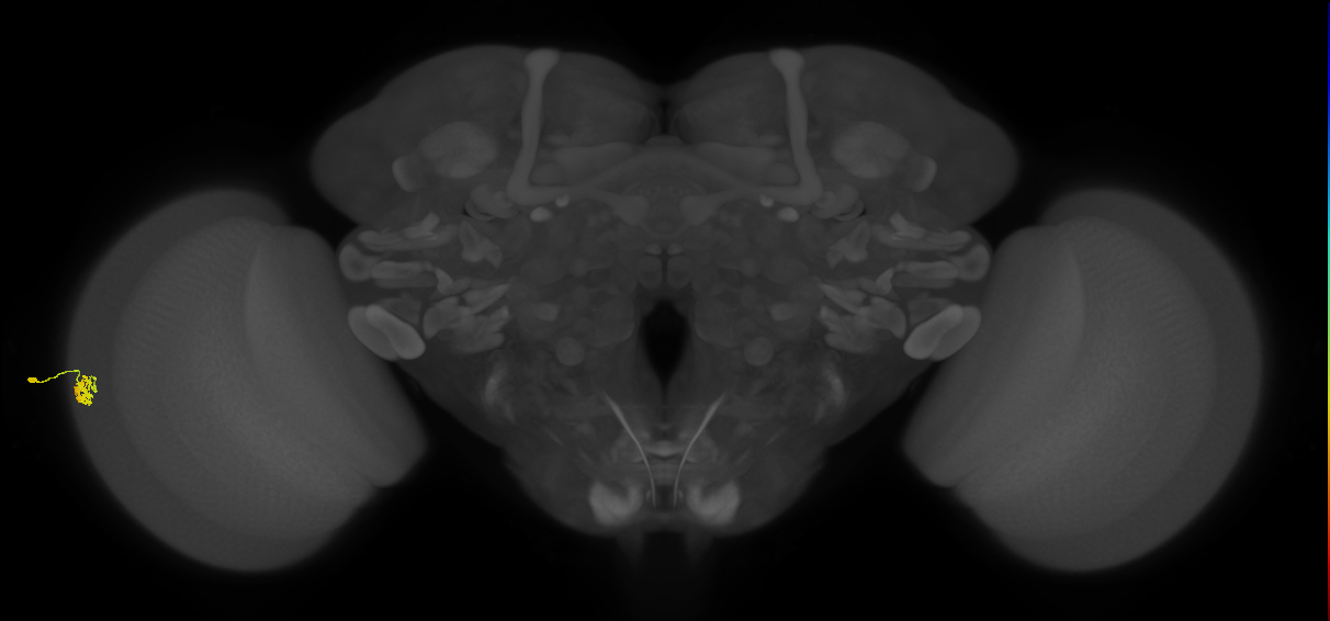 Dm15_L (MaleCNS:94894)