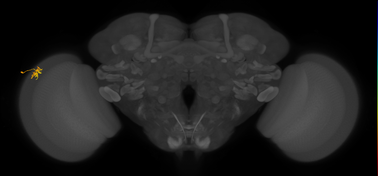 Dm15_L (MaleCNS:77757)