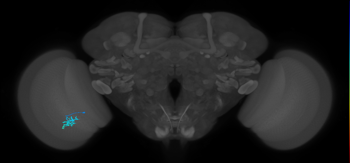 Dm15_L (MaleCNS:530299)