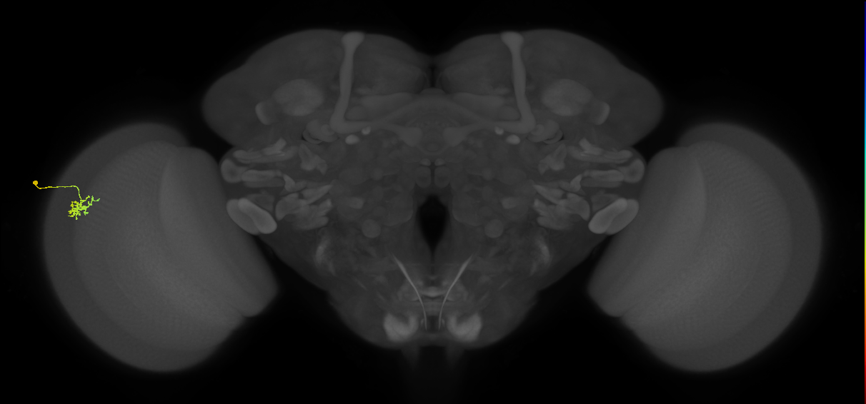 Dm15_L (MaleCNS:542383)