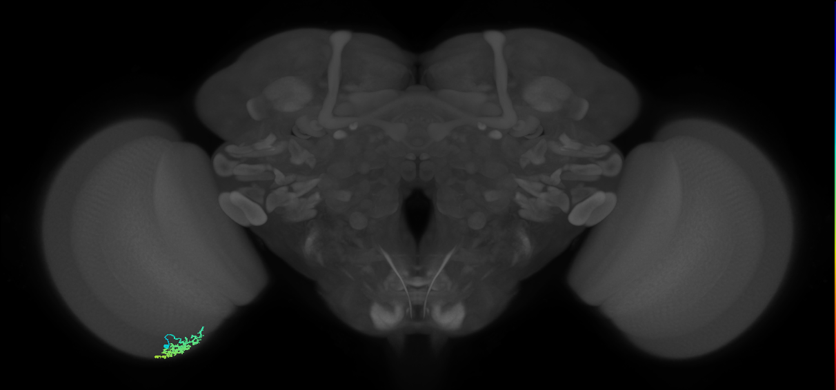 Dm15_L (MaleCNS:530405)