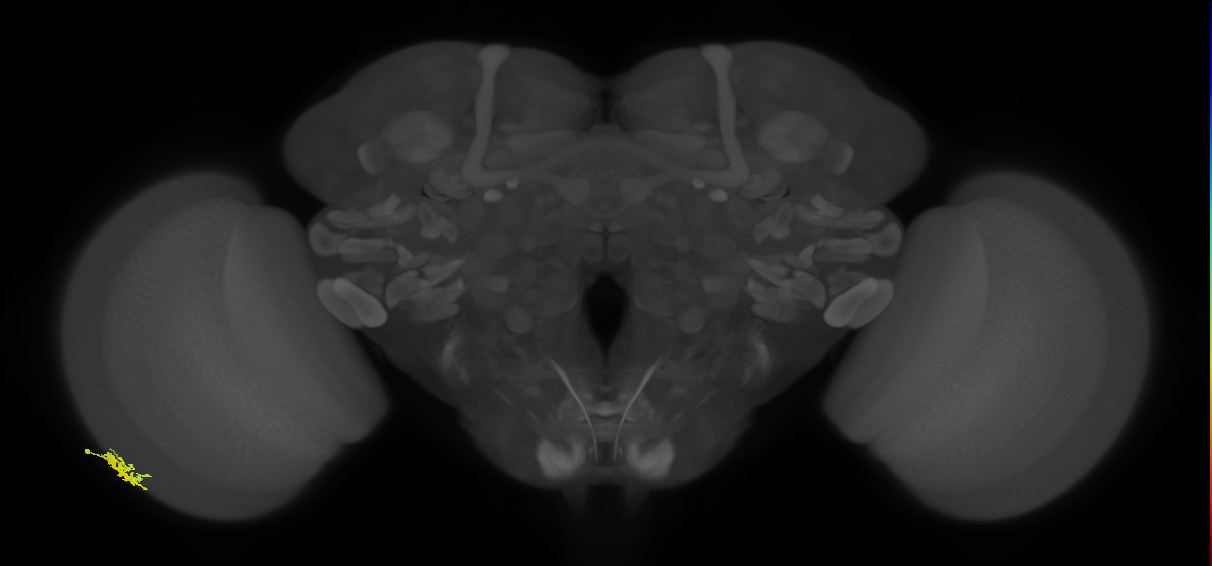 Dm15_L (MaleCNS:58348)
