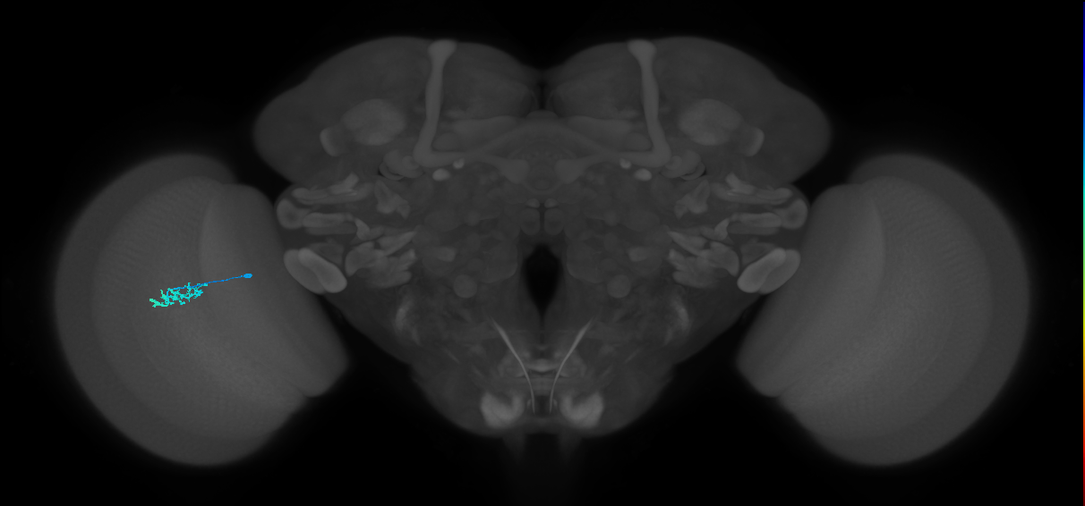 Dm15_L (MaleCNS:533870)
