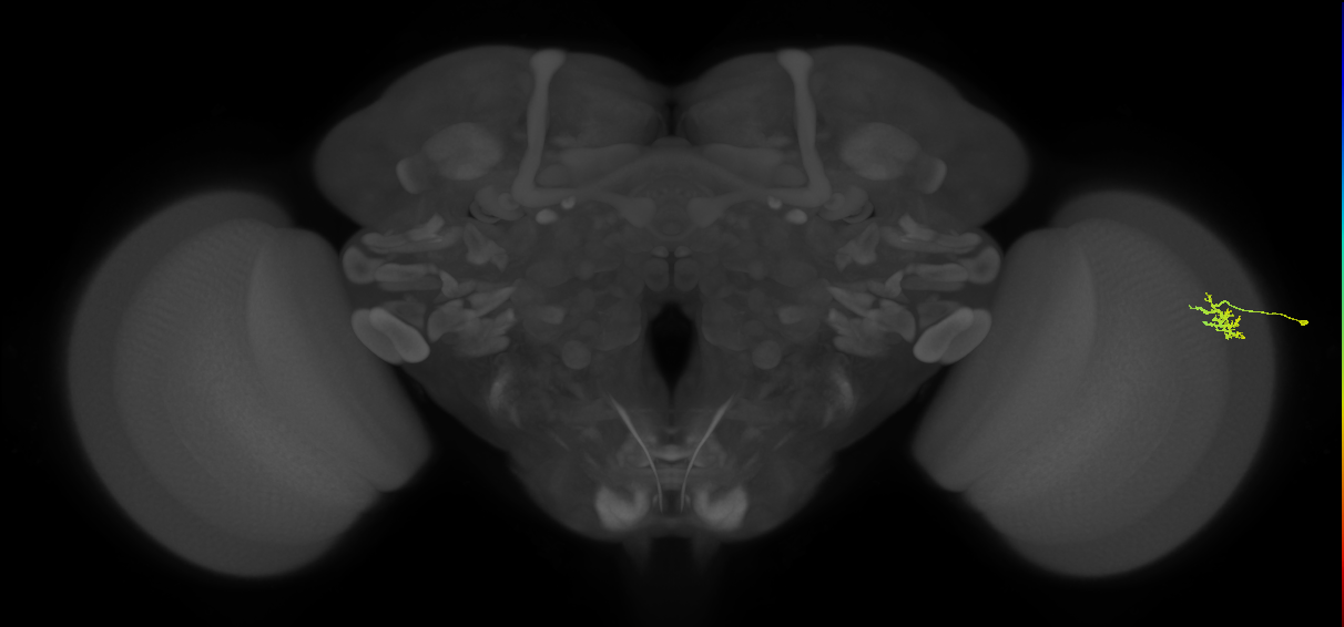 Dm15_R (MaleCNS:124704)