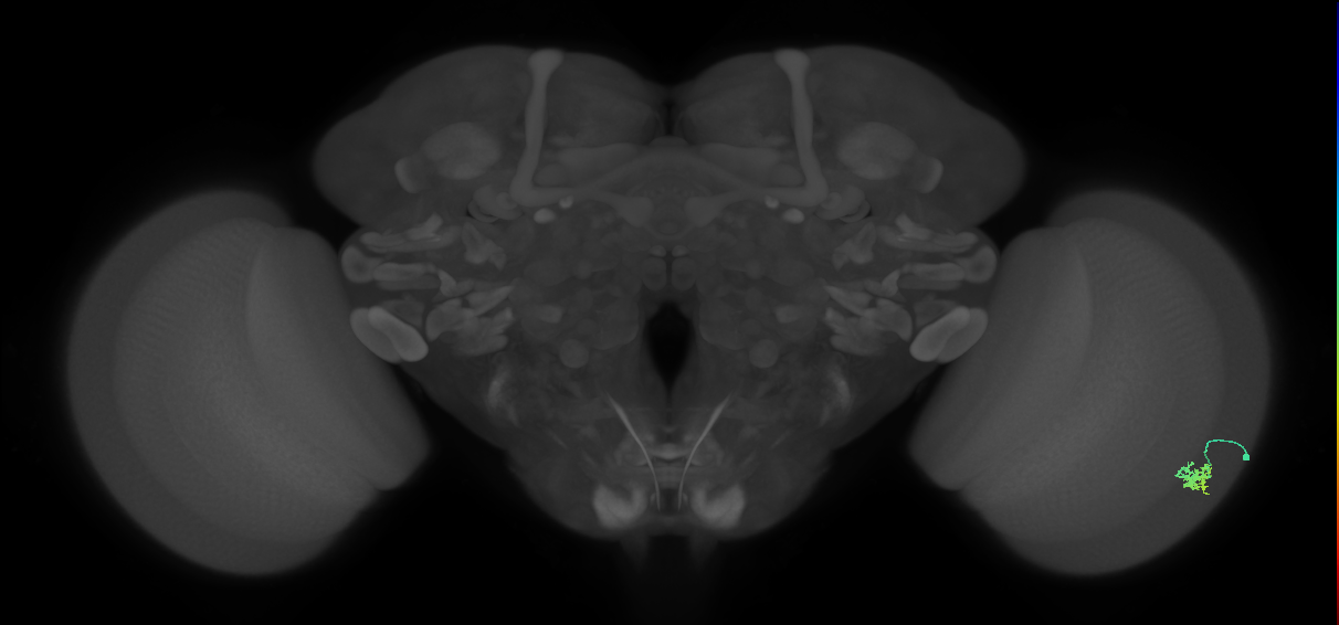 Dm15_R (MaleCNS:55662)