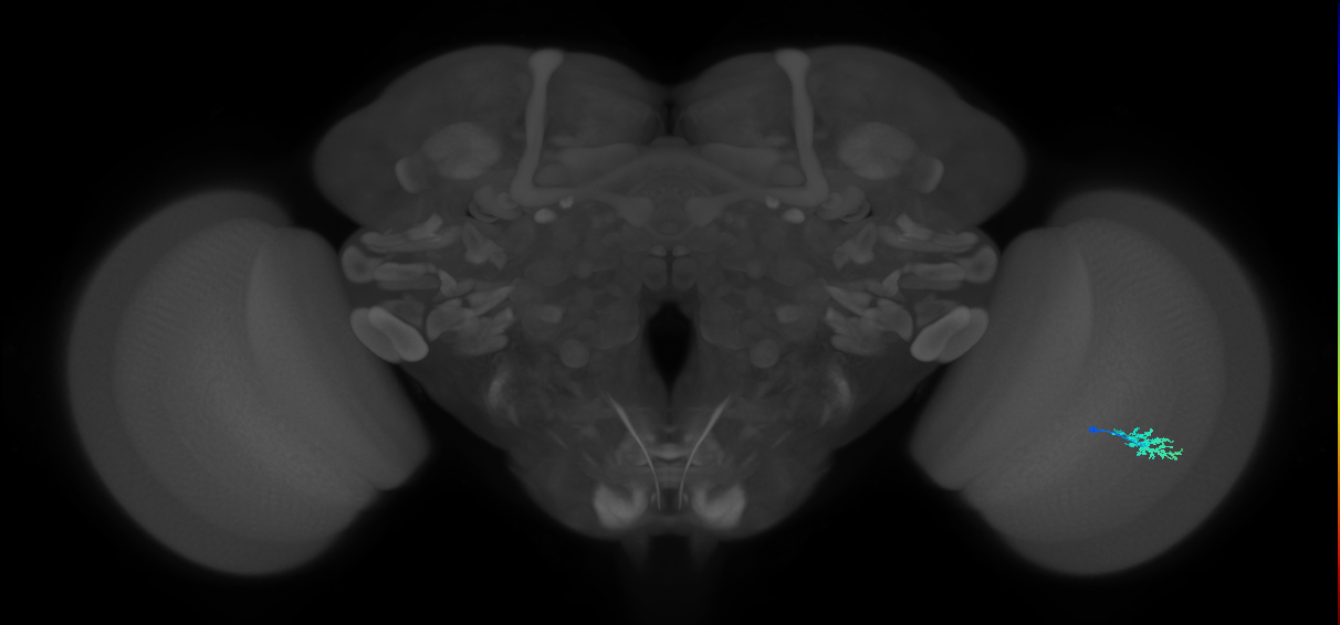 Dm15_R (MaleCNS:77447)