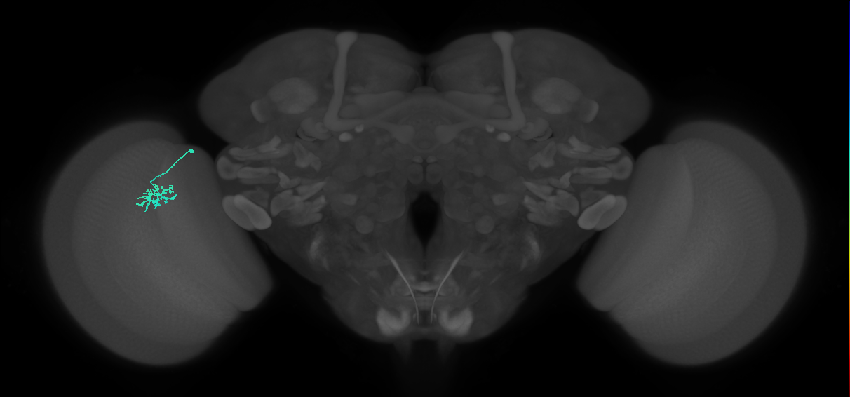 Dm15_L (MaleCNS:524112)