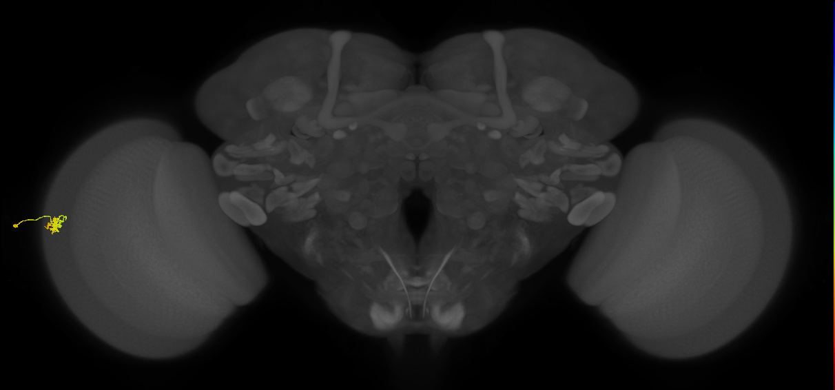 Dm15_L (MaleCNS:65786)