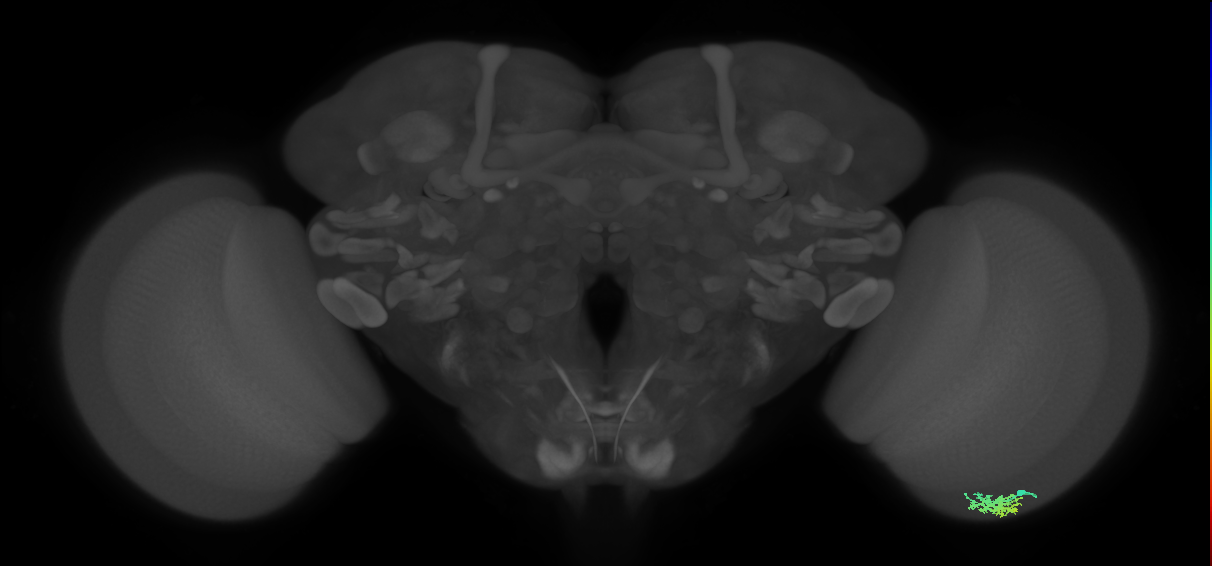 Dm15_R (MaleCNS:55500)