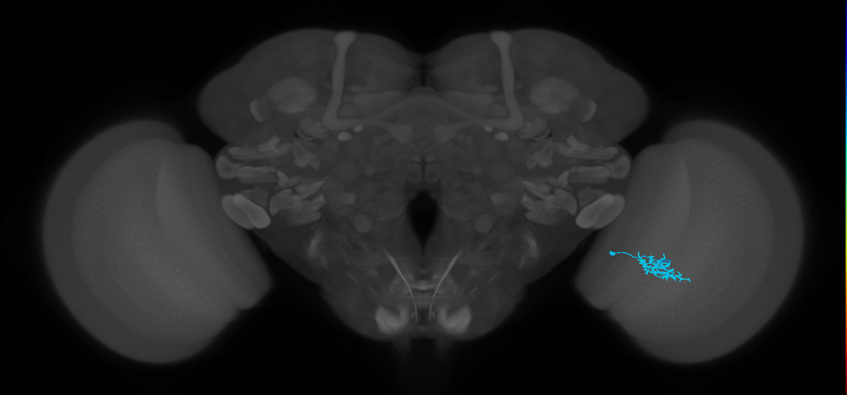 Dm15_R (MaleCNS:68255)
