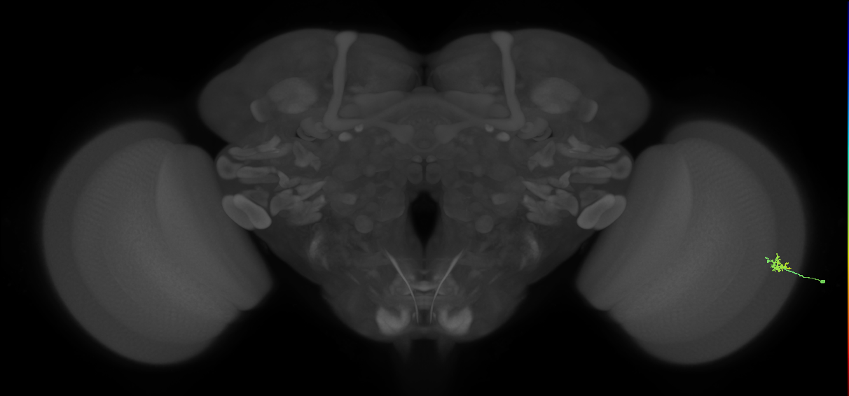 Dm15_R (MaleCNS:98230)