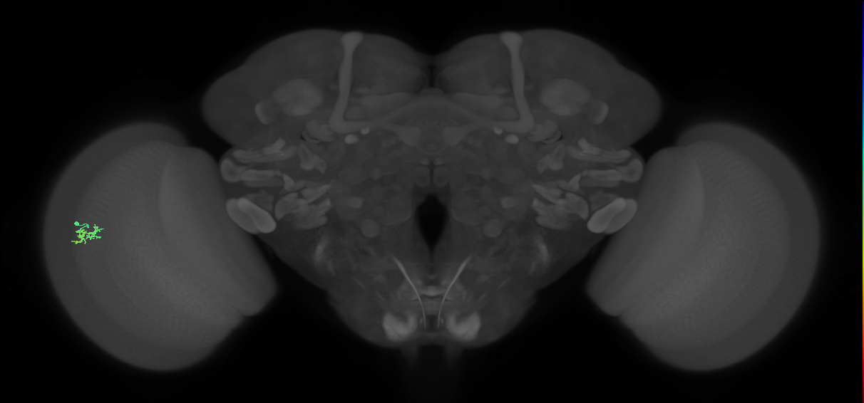Dm15_L (MaleCNS:541738)