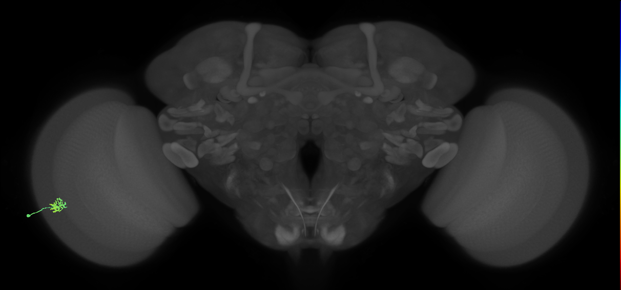 Dm15_L (MaleCNS:125981)