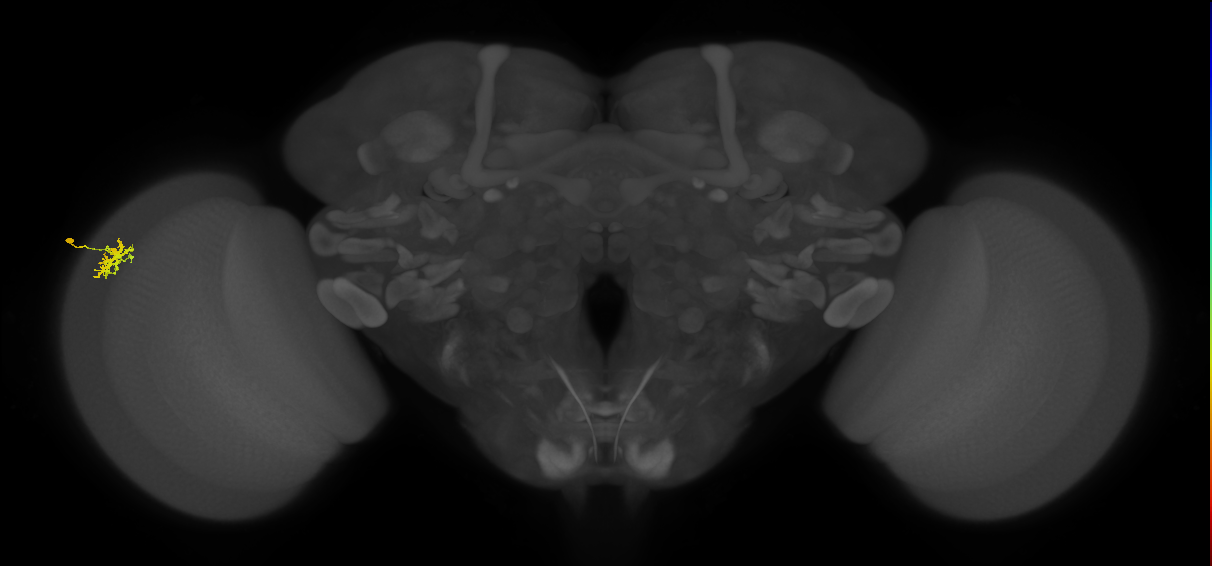 Dm15_L (MaleCNS:569277)