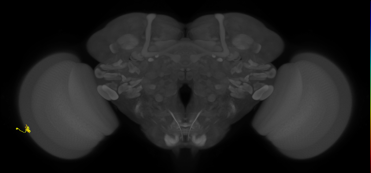 Dm15_L (MaleCNS:116260)