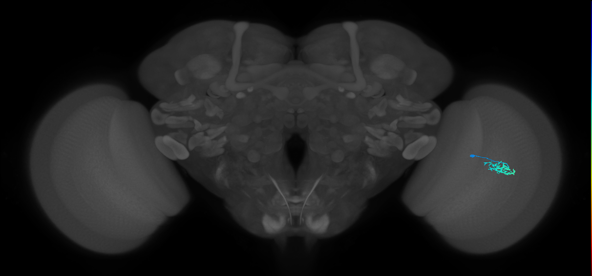 Dm15_R (MaleCNS:81778)