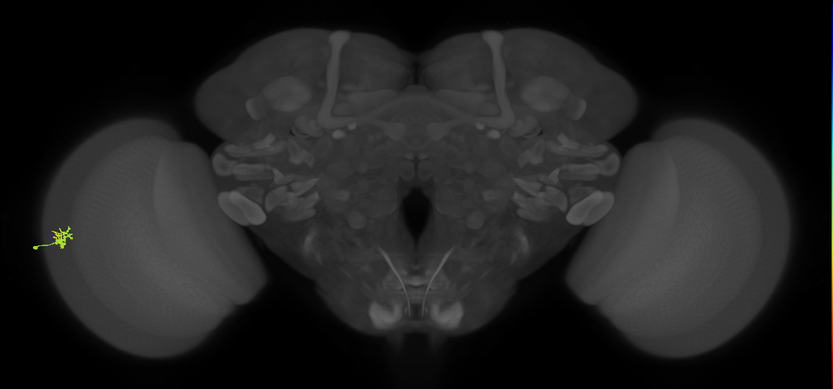 Dm15_L (MaleCNS:143618)