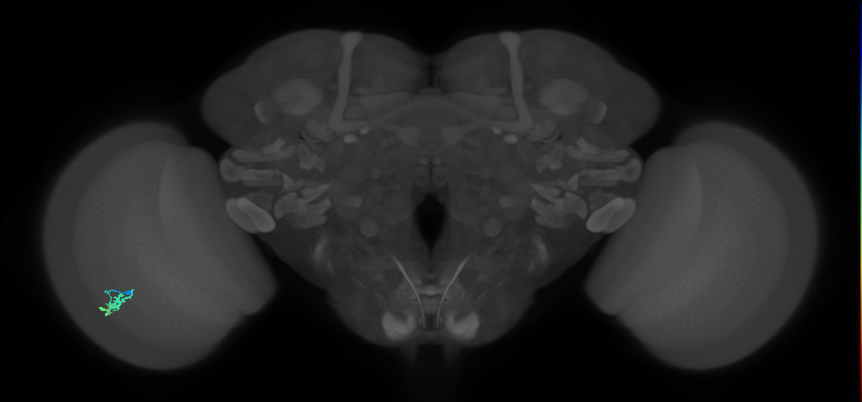 Dm15_L (MaleCNS:517971)