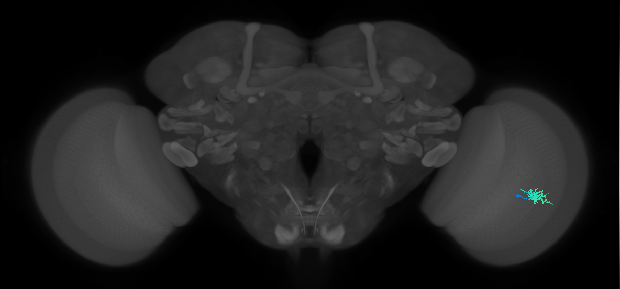 Dm15_R (MaleCNS:70377)