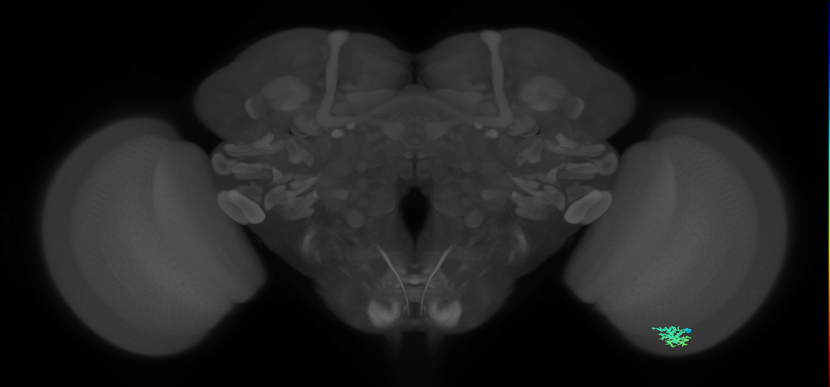 Dm15_R (MaleCNS:64488)