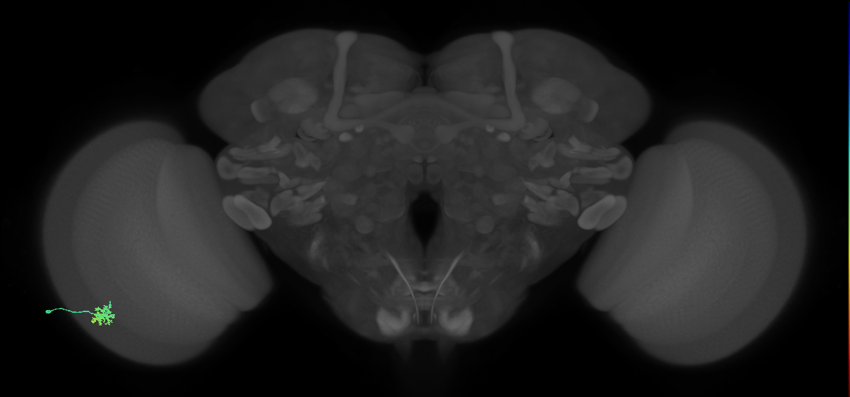 Dm15_L (MaleCNS:546502)