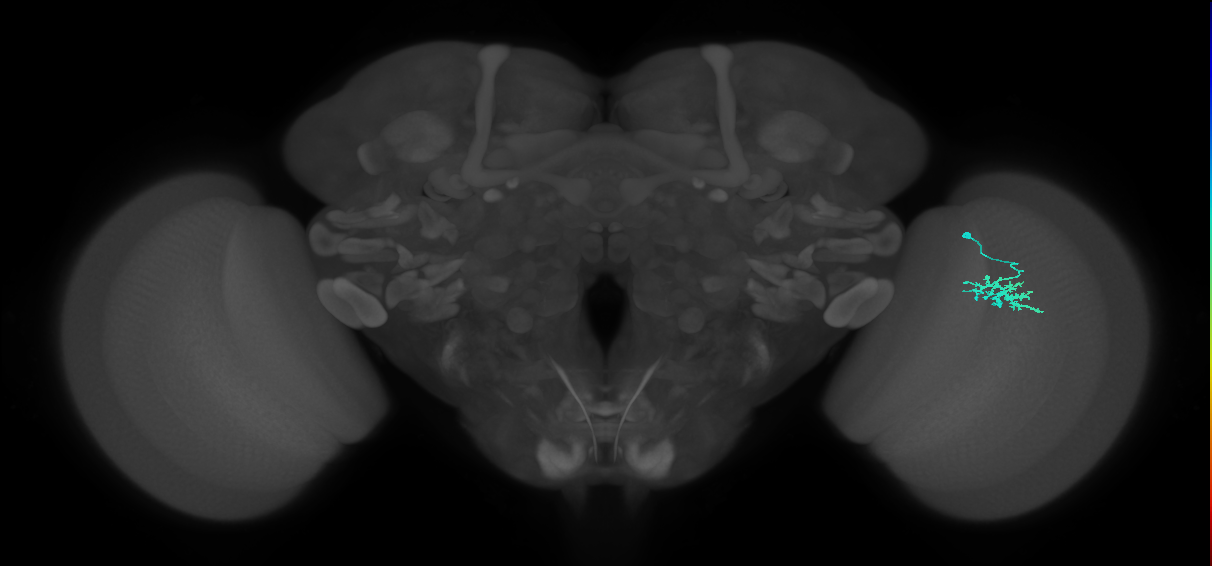 Dm15_R (MaleCNS:88996)