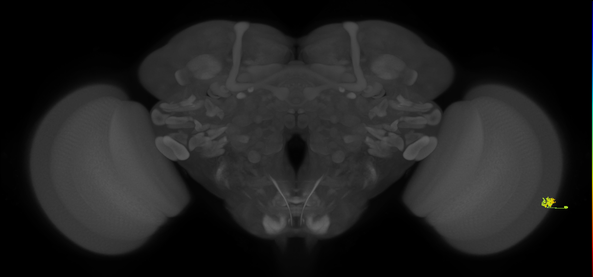 Dm15_R (MaleCNS:78482)