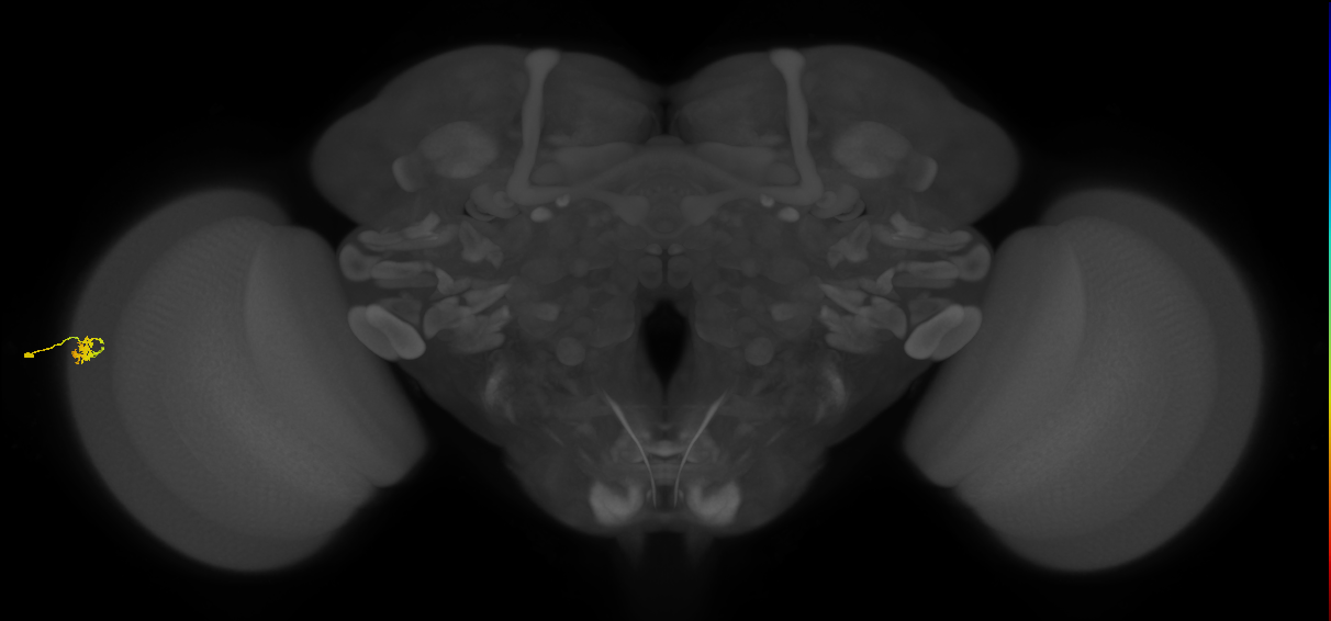 Dm15_L (MaleCNS:559279)