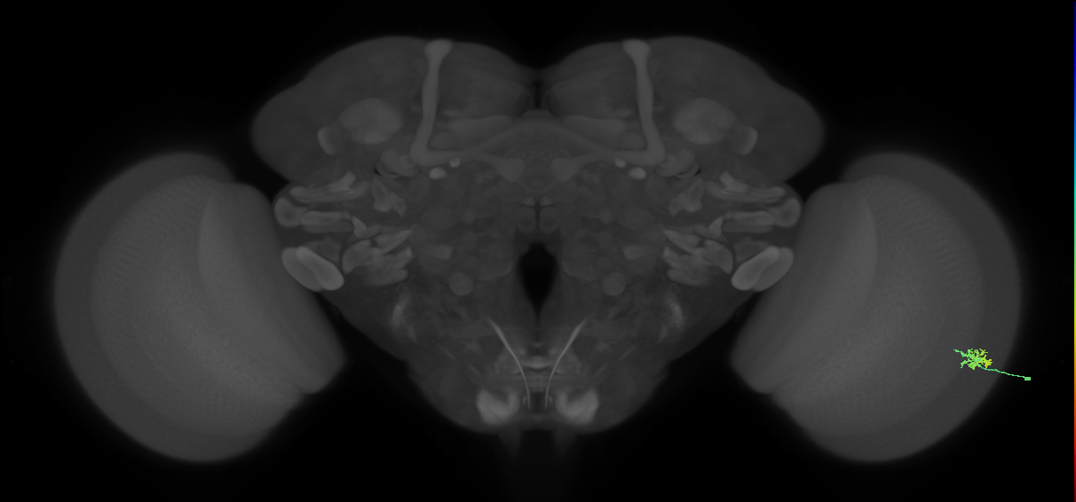 Dm15_R (MaleCNS:112886)