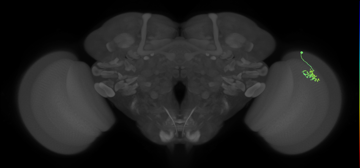 Dm15_R (MaleCNS:66392)