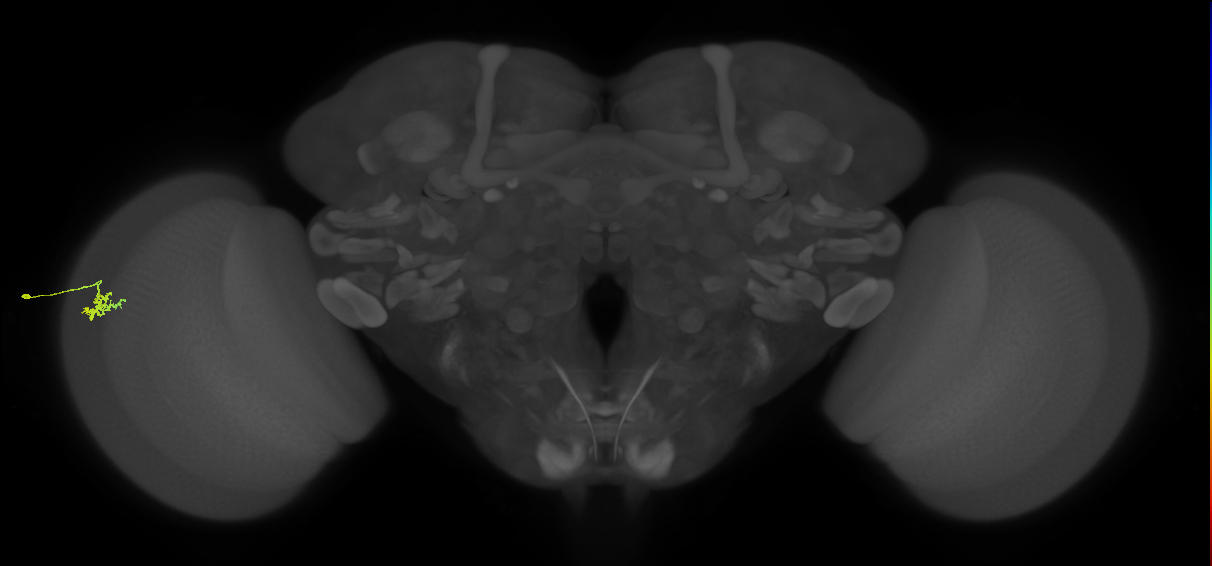 Dm15_L (MaleCNS:94613)