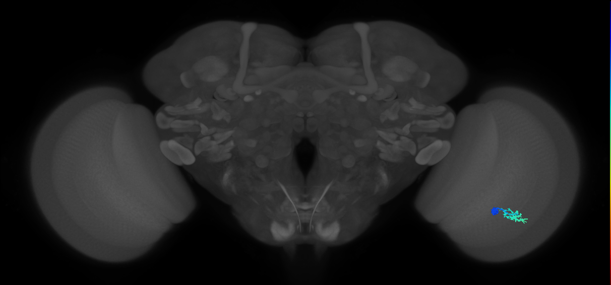 Dm15_R (MaleCNS:80247)