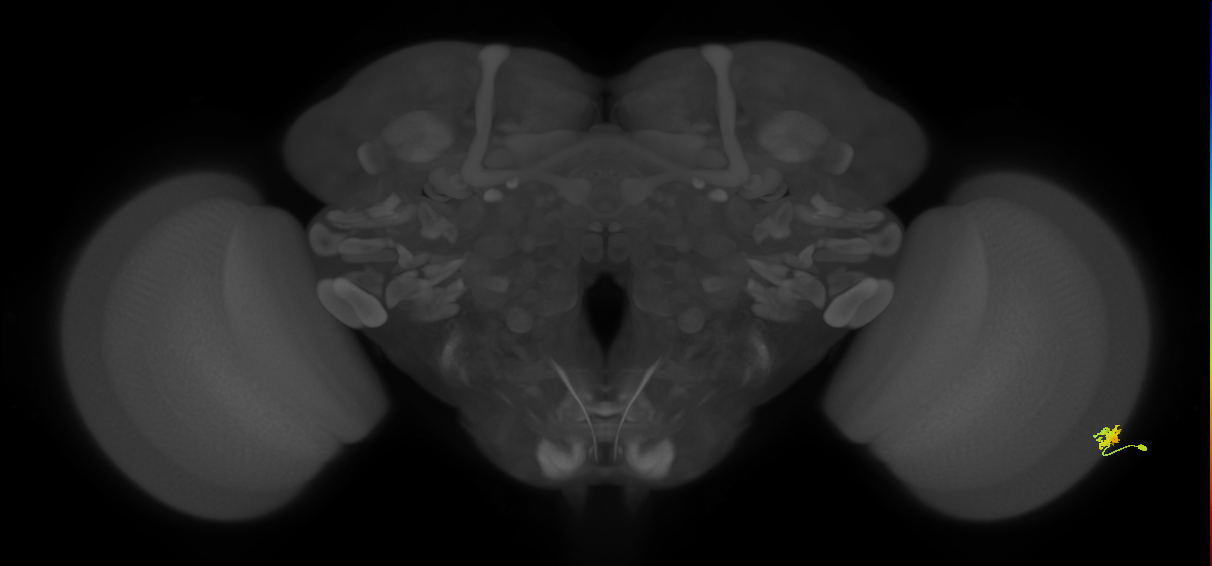 Dm15_R (MaleCNS:80289)