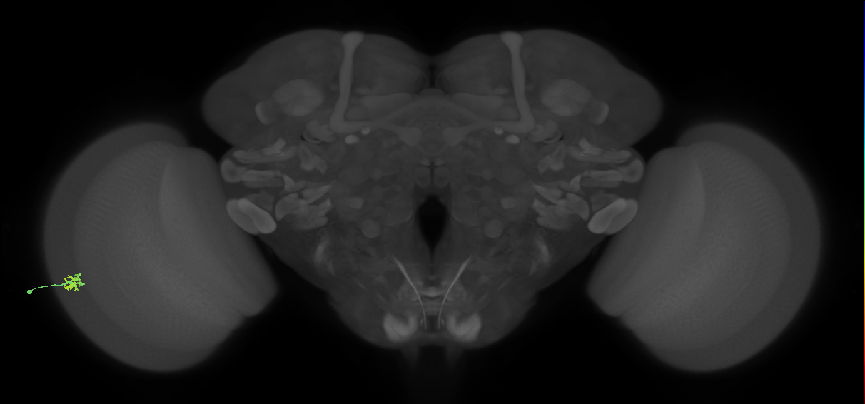 Dm15_L (MaleCNS:135187)