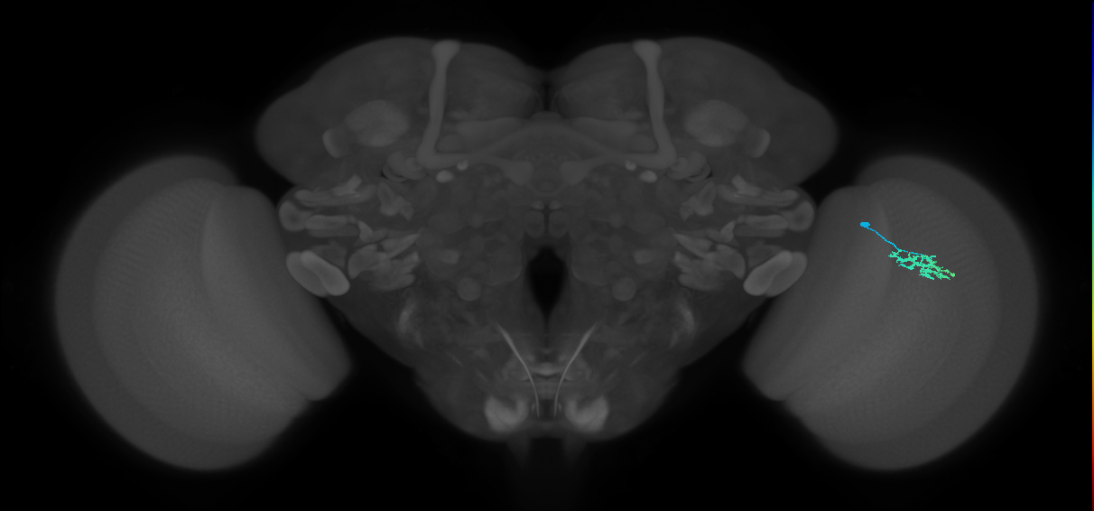 Dm15_R (MaleCNS:75785)
