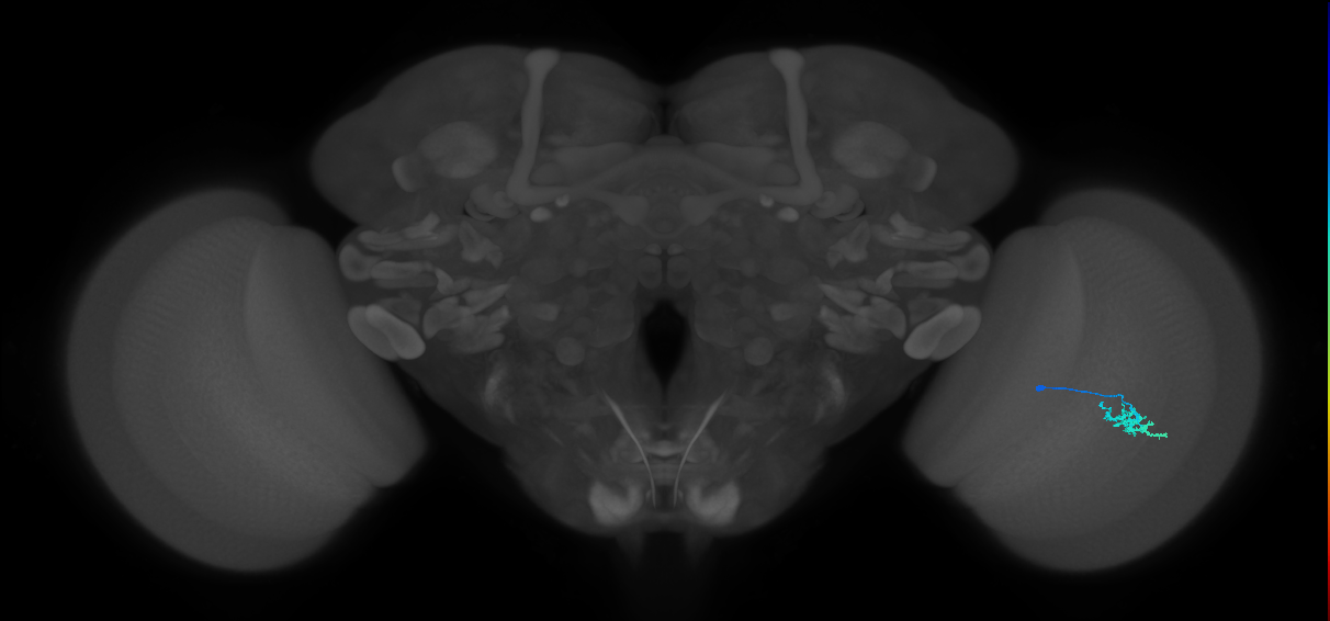 Dm15