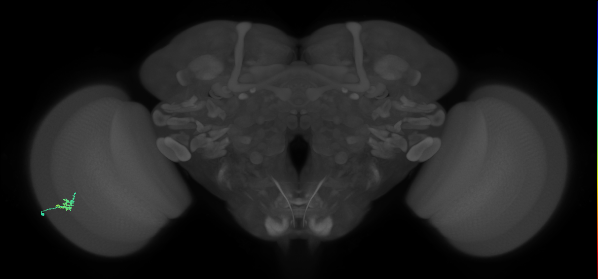 Dm15_L (MaleCNS:138731)