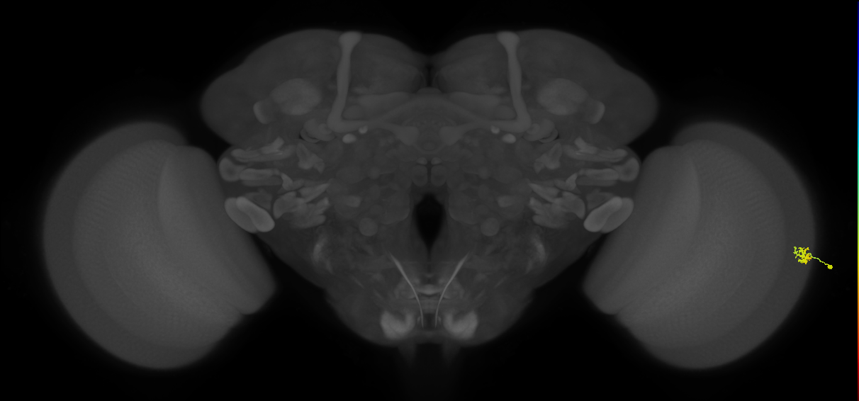Dm15_R (MaleCNS:102763)