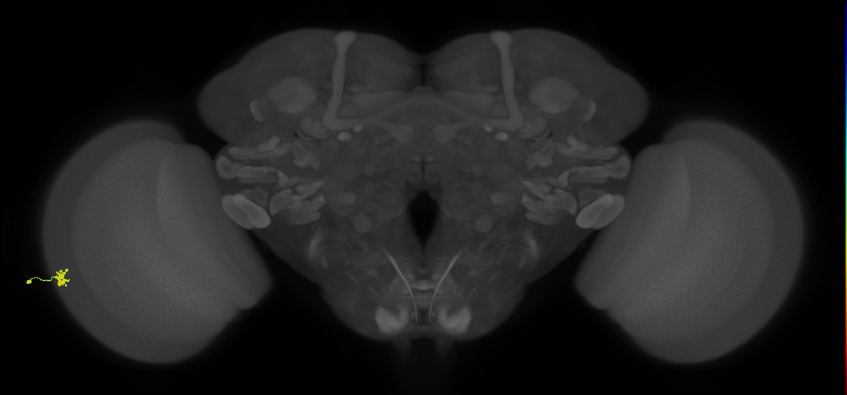 Dm15_L (MaleCNS:545027)