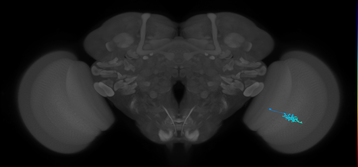 Dm15_R (MaleCNS:83217)