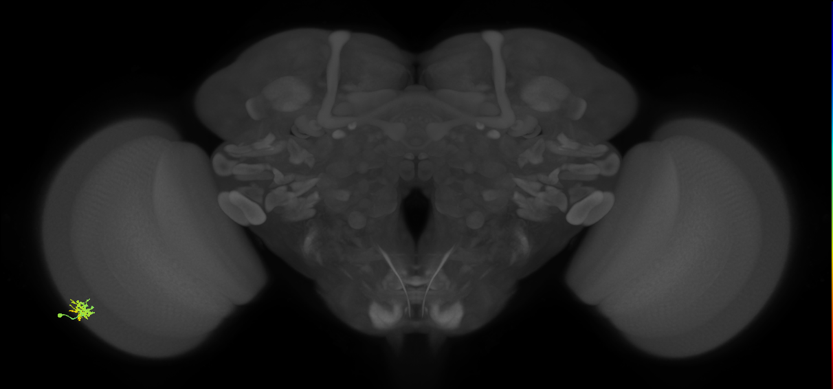 Dm15_L (MaleCNS:70222)