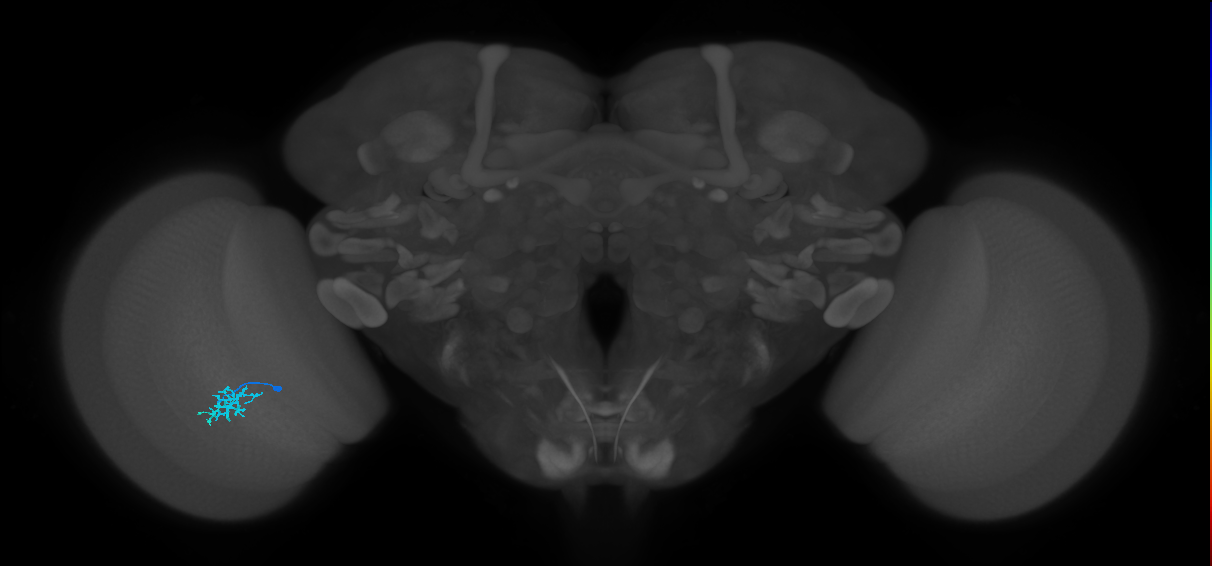 Dm15_L (MaleCNS:532106)