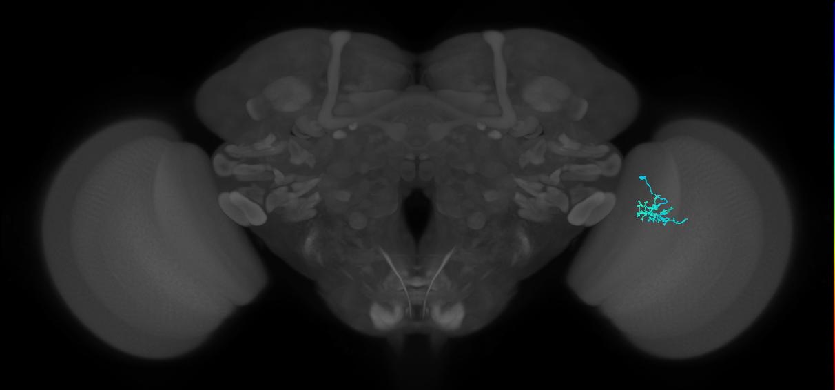 Dm15_R (MaleCNS:79073)