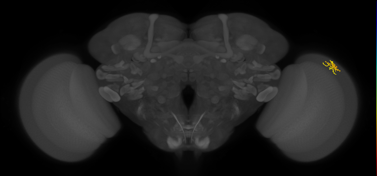 Dm15_R (MaleCNS:71384)
