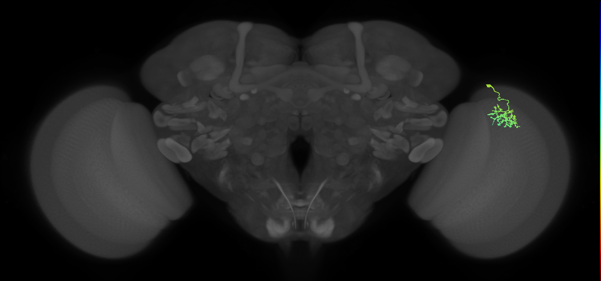 Dm15_R (MaleCNS:50500)