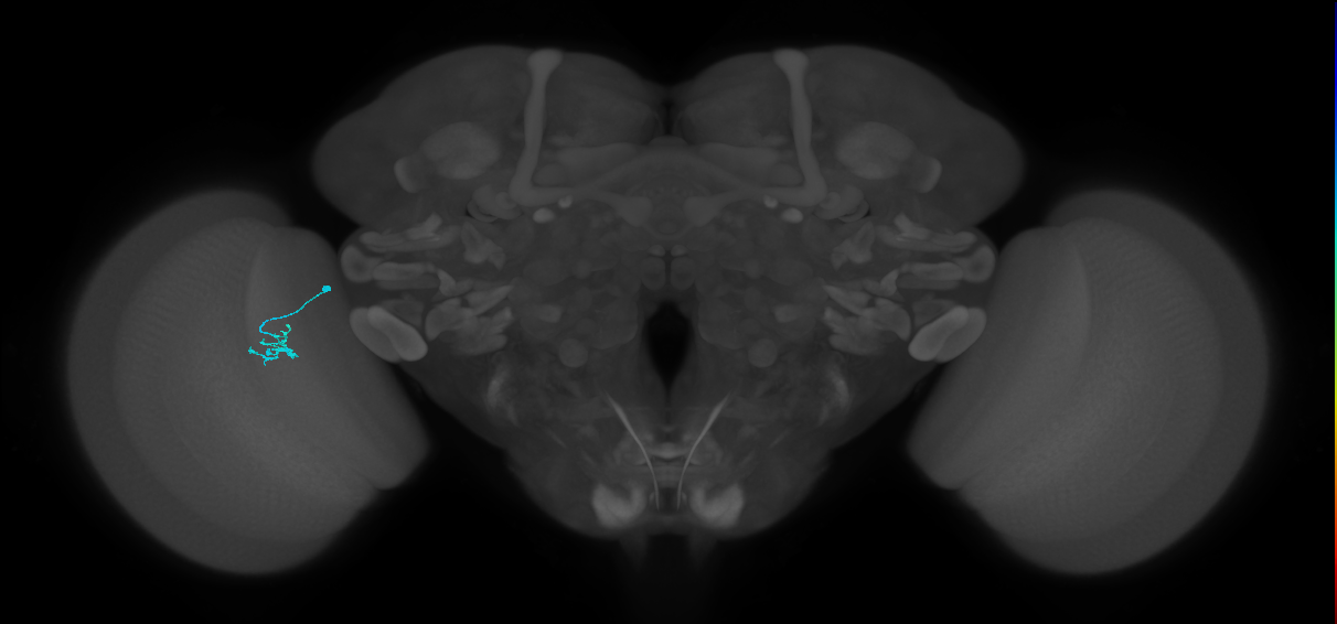 Dm15_L (MaleCNS:195043)
