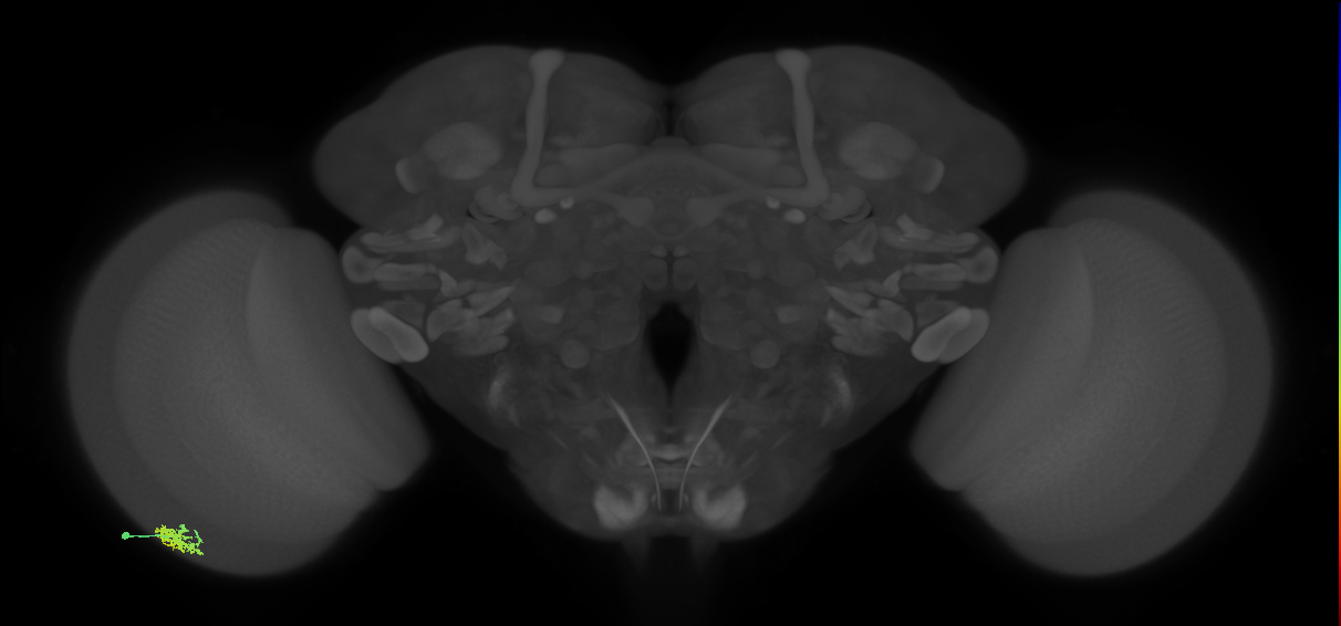 Dm15_L (MaleCNS:534750)