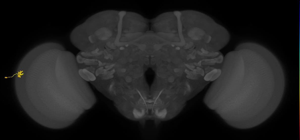 Dm15_L (MaleCNS:58060)