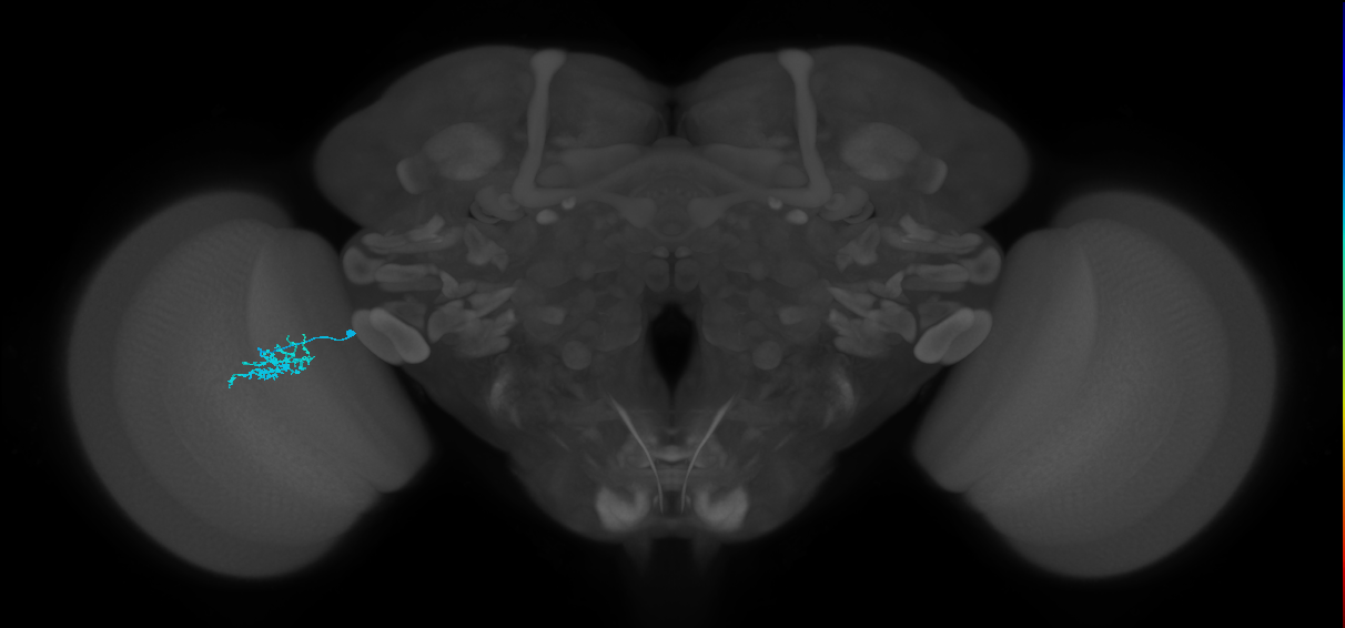 Dm15_L (MaleCNS:115040)